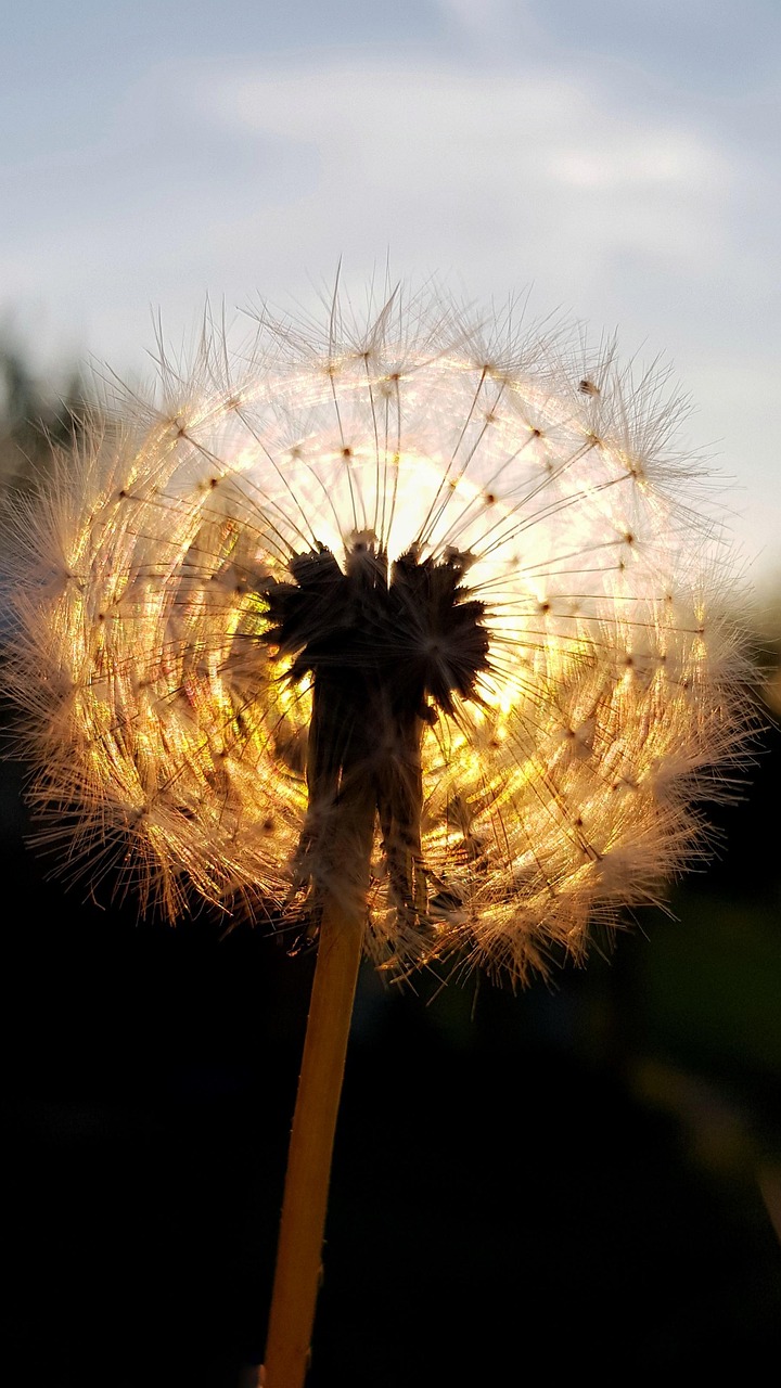 dandelion, dandelion seeds, sunset, dusk, nature, sundown, twilight, macro