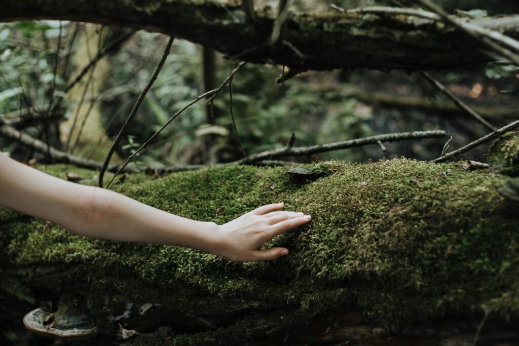 A human hand gently touches moss-covered tree in a lush forest setting.